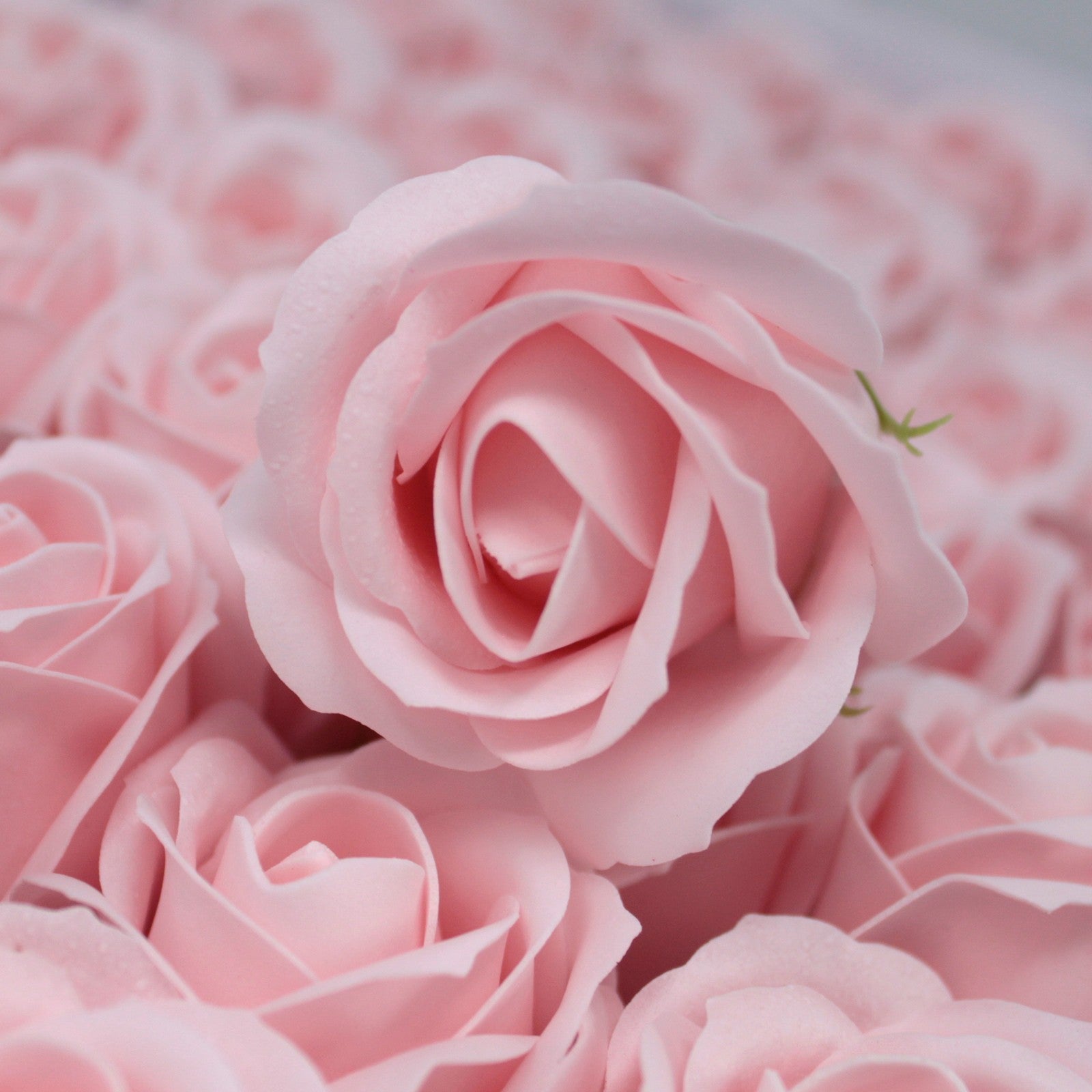 Muilo gėlė BABY PINK ROŽĖ